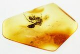 Two Detailed Fighting Fossil Ants (Formicinae) In Baltic Amber #346626-1